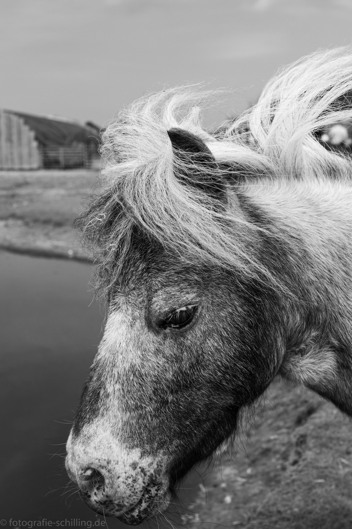Pferd auf Texel