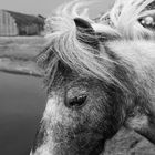 Pferd auf Texel