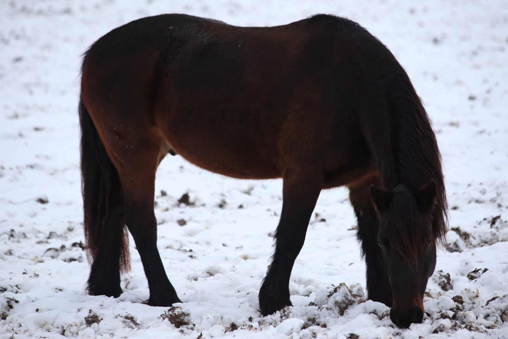 Pferd auf verschneitem Acker