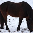Pferd auf verschneitem Acker