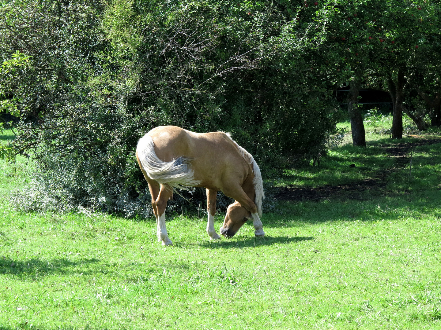 Pferd auf Weide