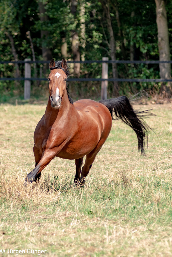 Pferd auf Weide