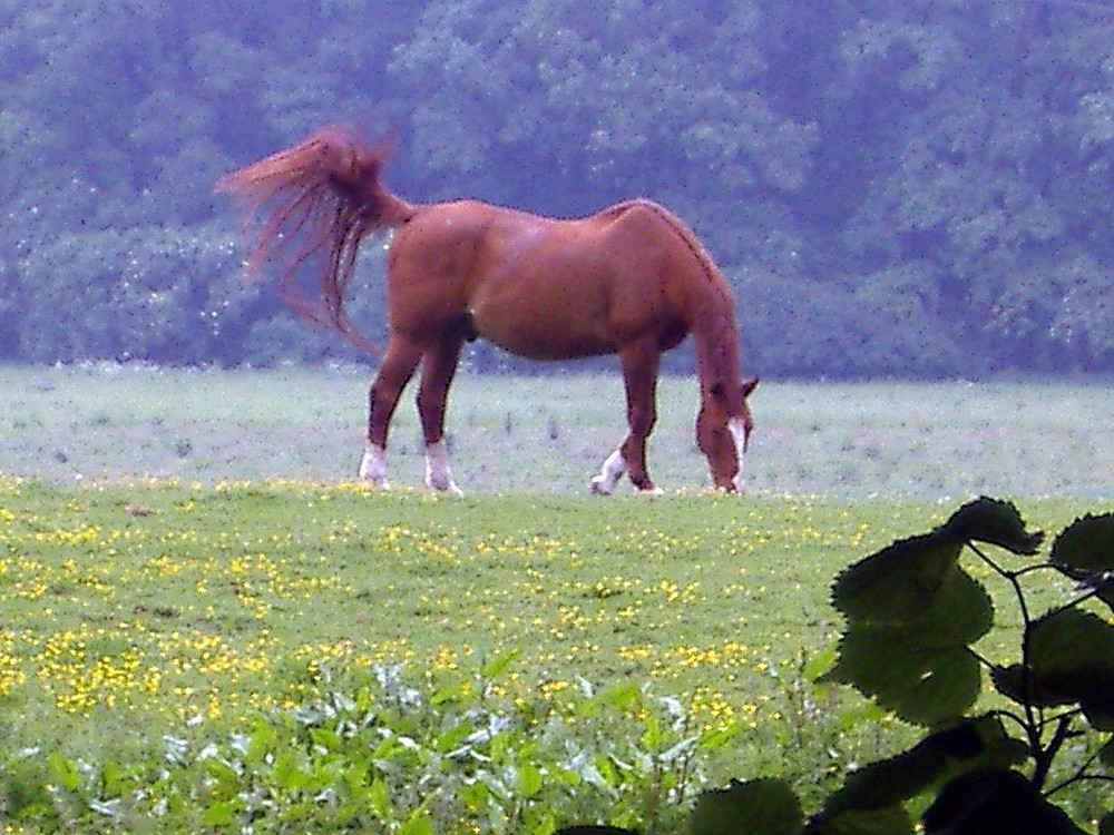 Pferd auf Weide