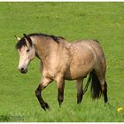 Pferd auf Wiese