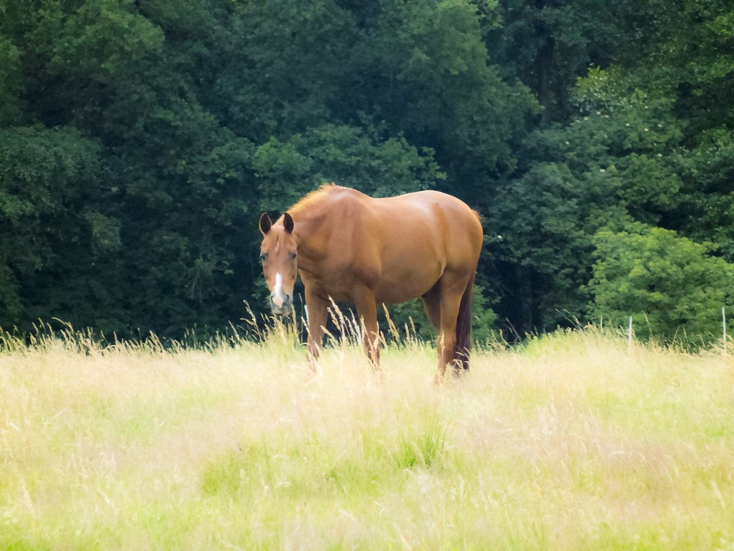 Pferd auf Wiese