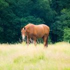 Pferd auf Wiese