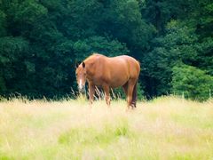 Pferd auf Wiese