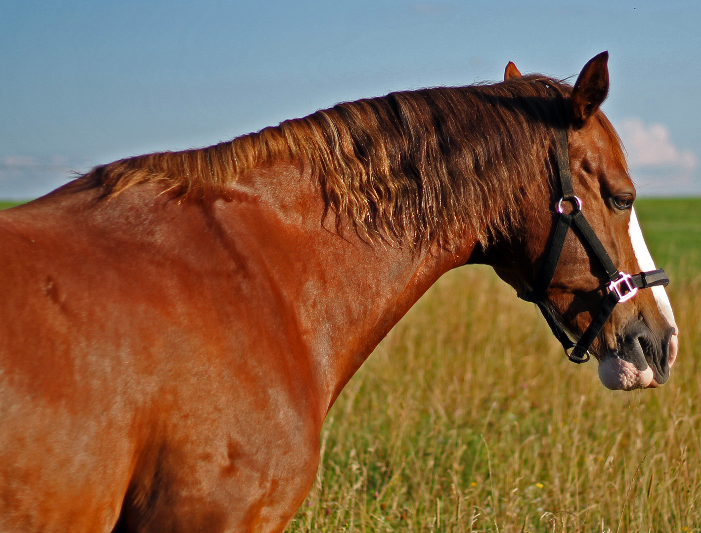 Pferd auf Wiese