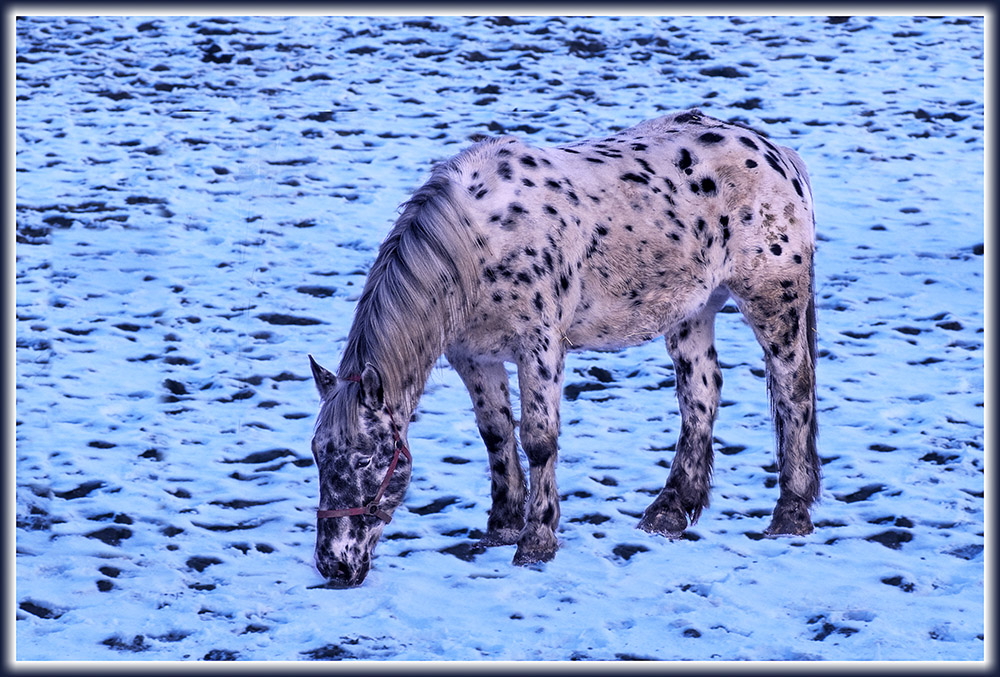 Pferd auf Winterweide