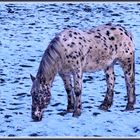 Pferd auf Winterweide