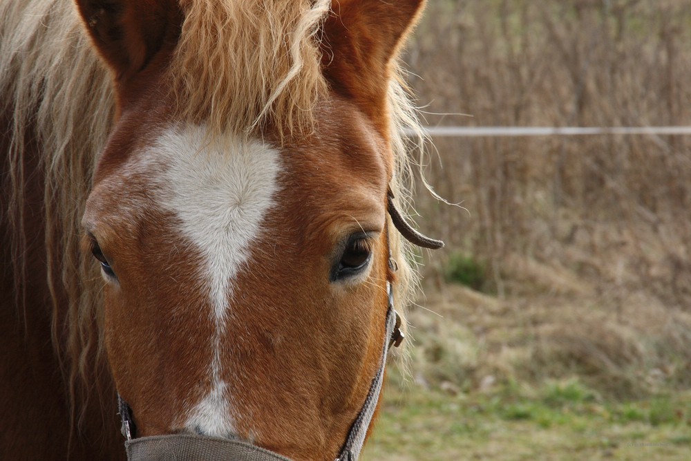 Pferd aus Burg (Spreewald)