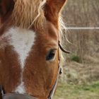 Pferd aus Burg (Spreewald)