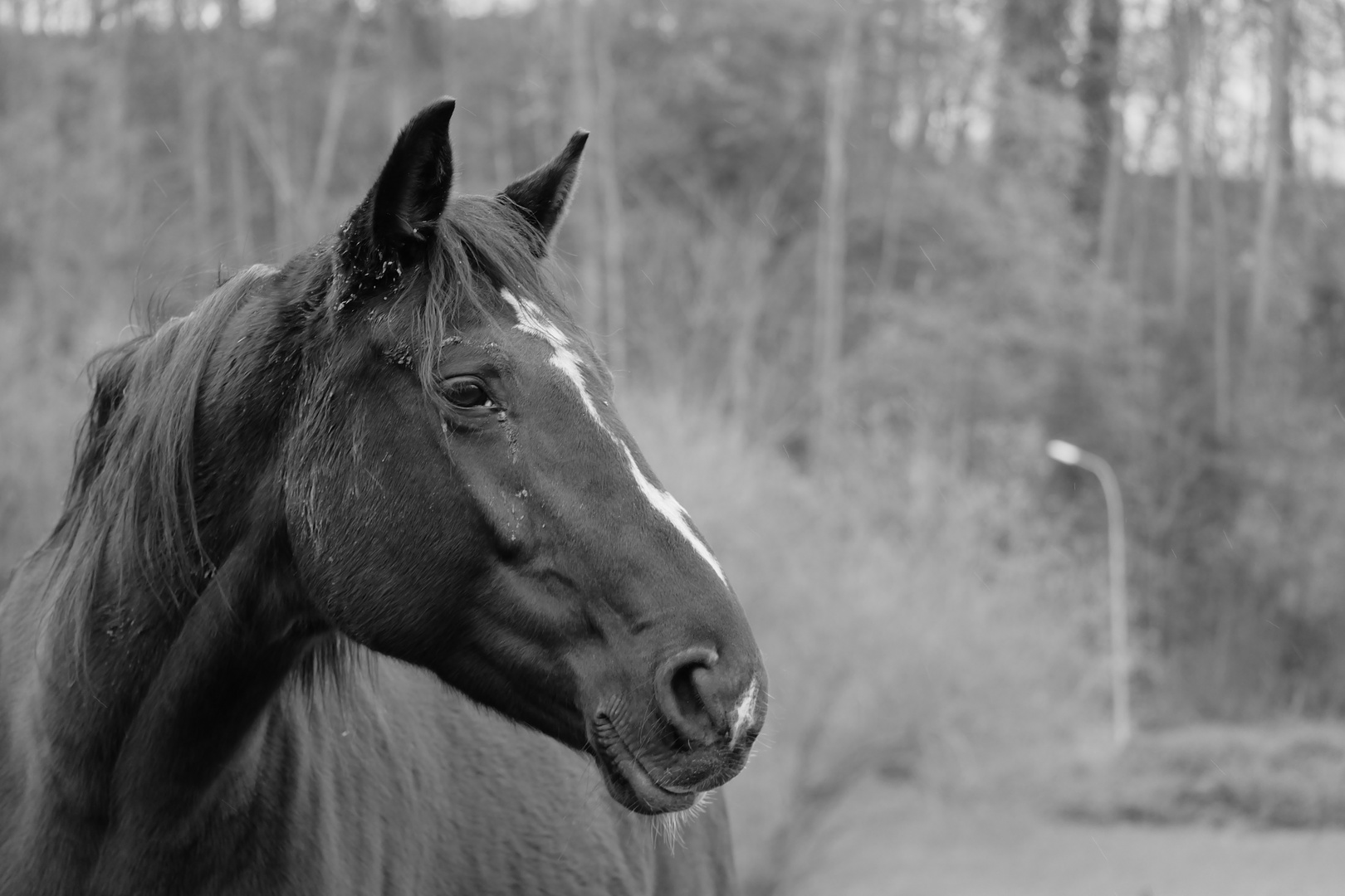 Pferd aus dem nichts