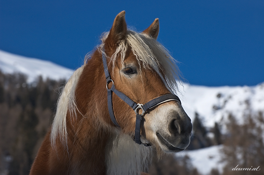 Pferd aus Nachbars Garten...