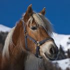 Pferd aus Nachbars Garten...