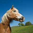 Pferd aus nächster Nähe