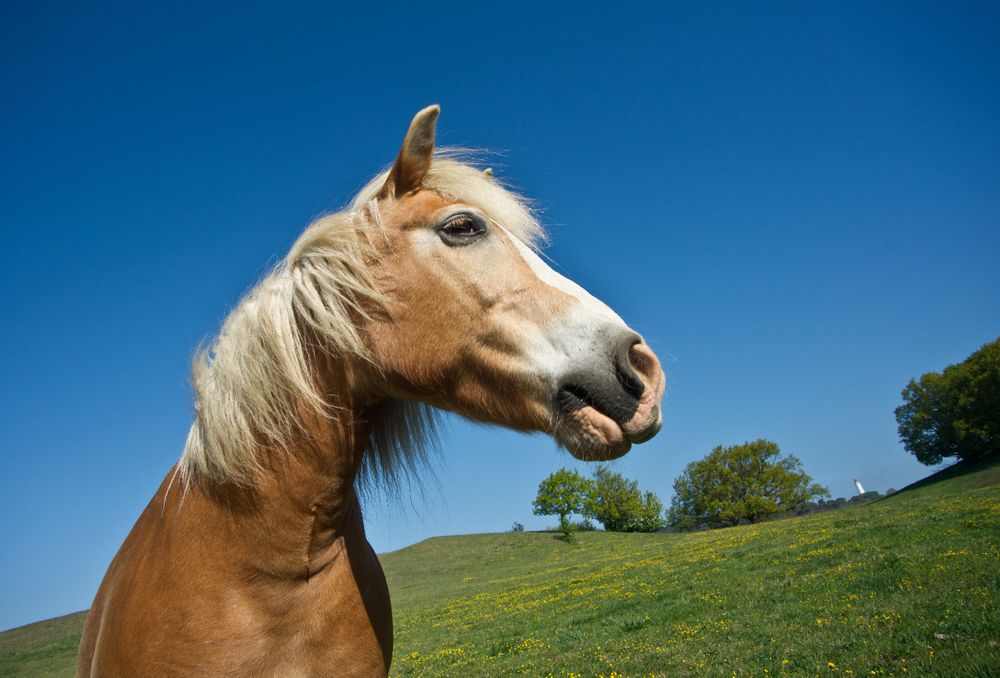 Pferd aus nächster Nähe