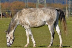 pferd bei brugens