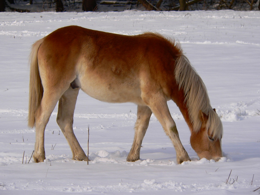 Pferd bei der Futtersuche im Schnee