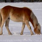 Pferd bei der Futtersuche im Schnee