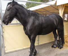 Pferd bei einem Bauerntag