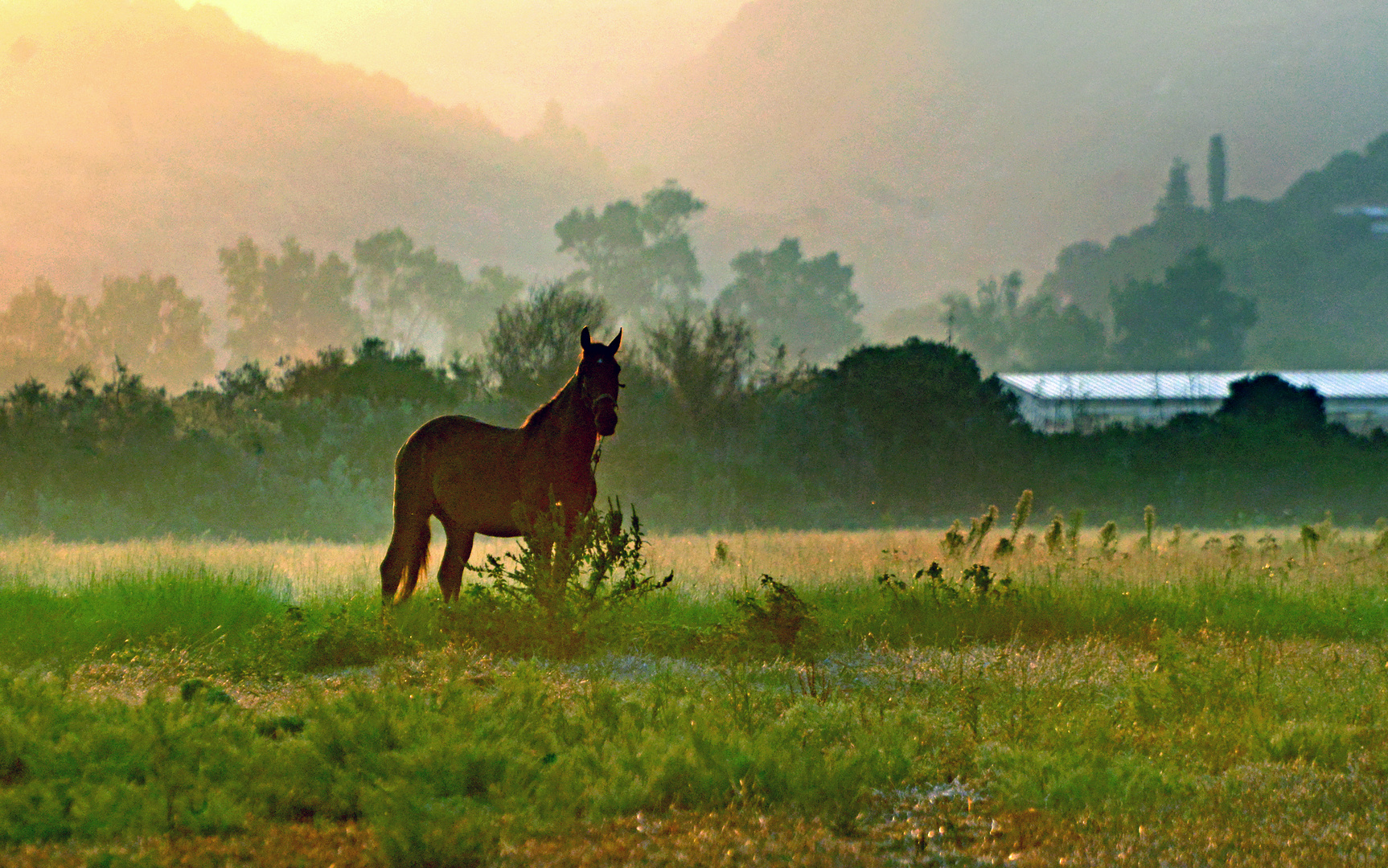 Pferd bei Sonnenaufgang