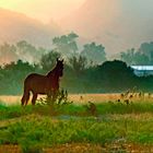 Pferd bei Sonnenaufgang