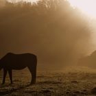 Pferd bei Sonnenaufgang