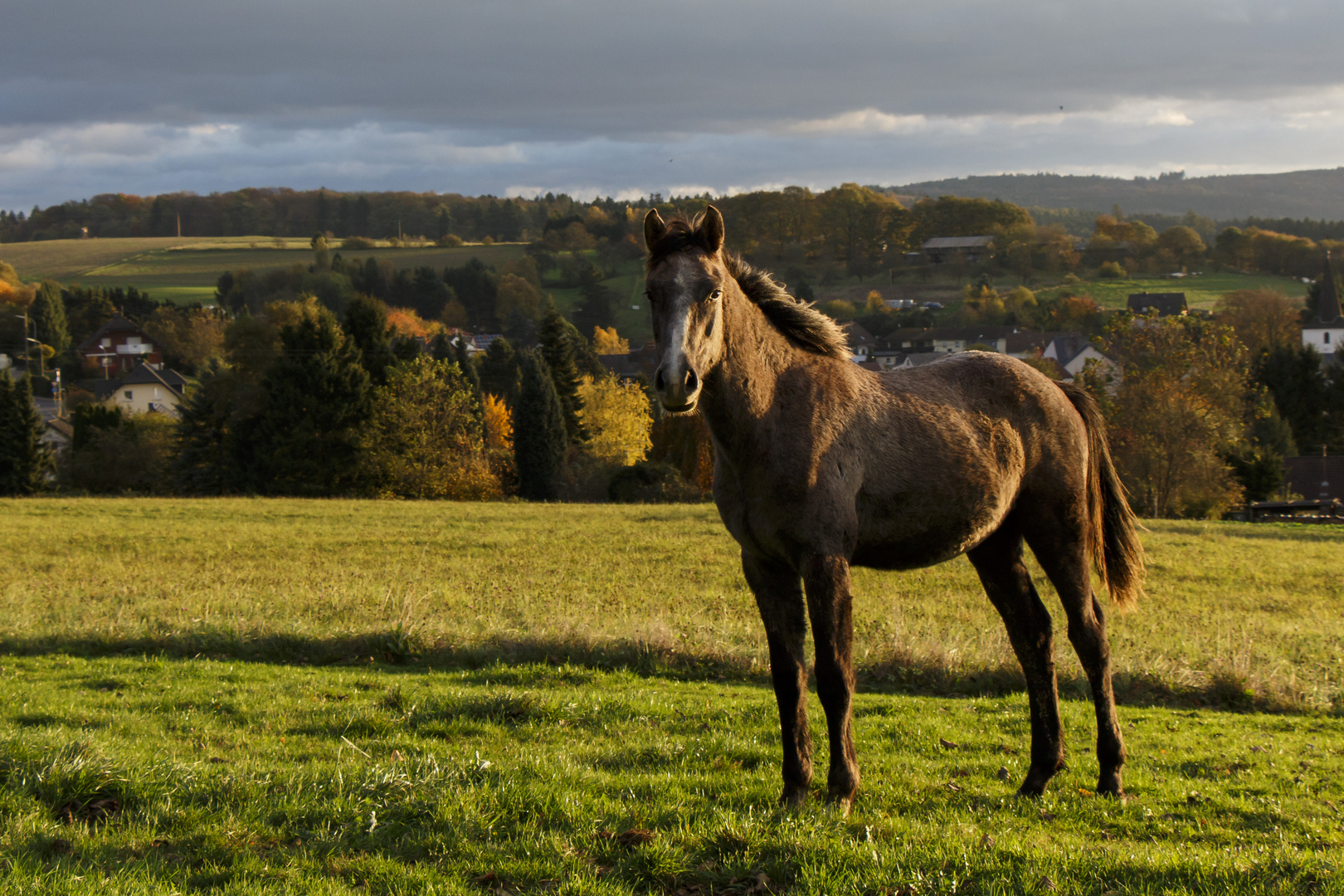 Pferd bei Sonnenaufgang