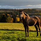 Pferd bei Sonnenaufgang