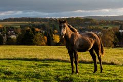 Pferd bei Sonnenaufgang