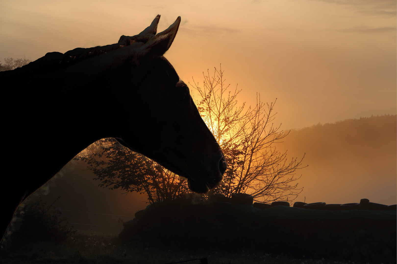  Pferd bei Sonnenuntergang