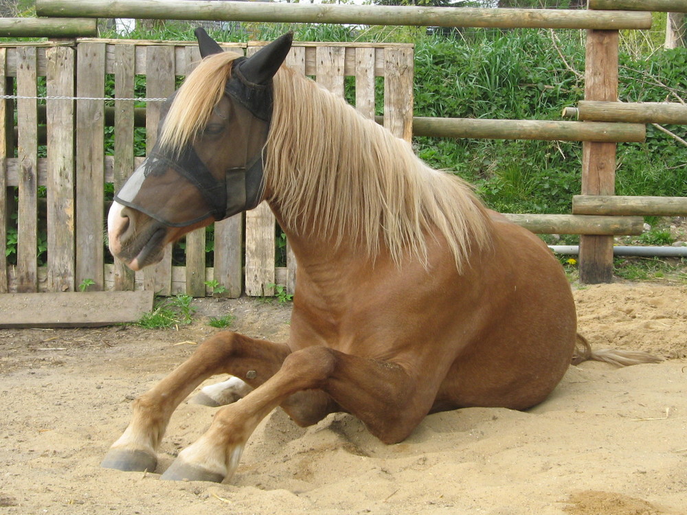 Pferd beim Aufstehen