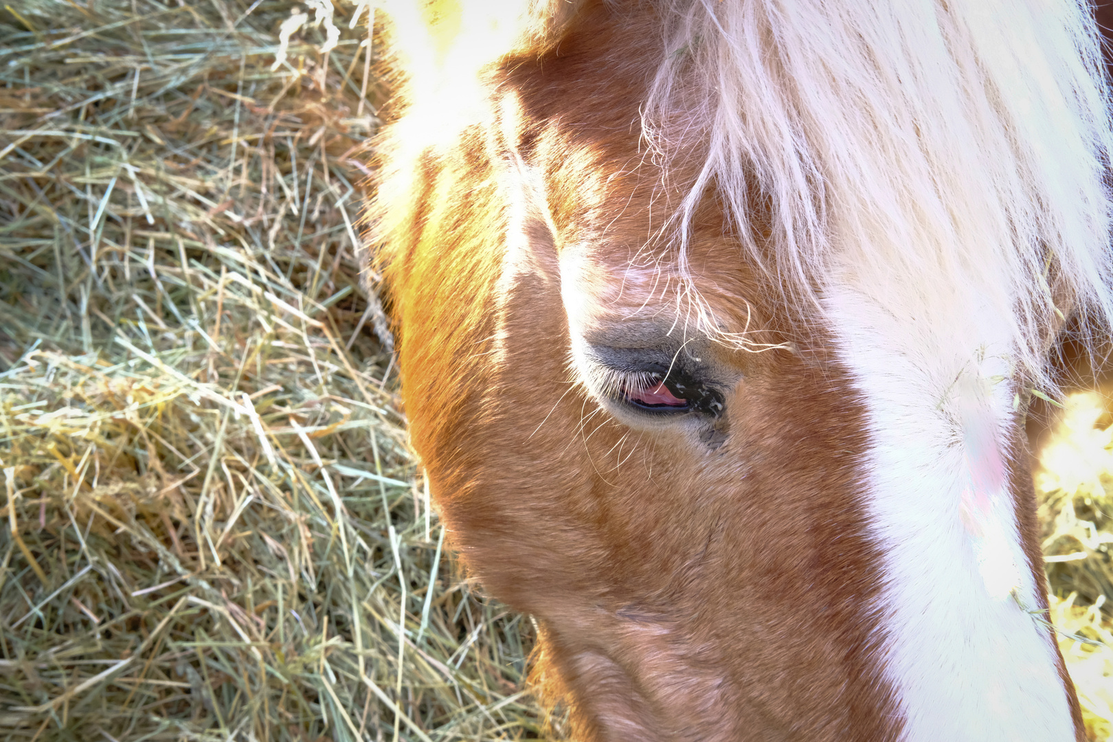 Pferd beim Dinner