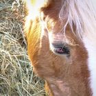 Pferd beim Dinner