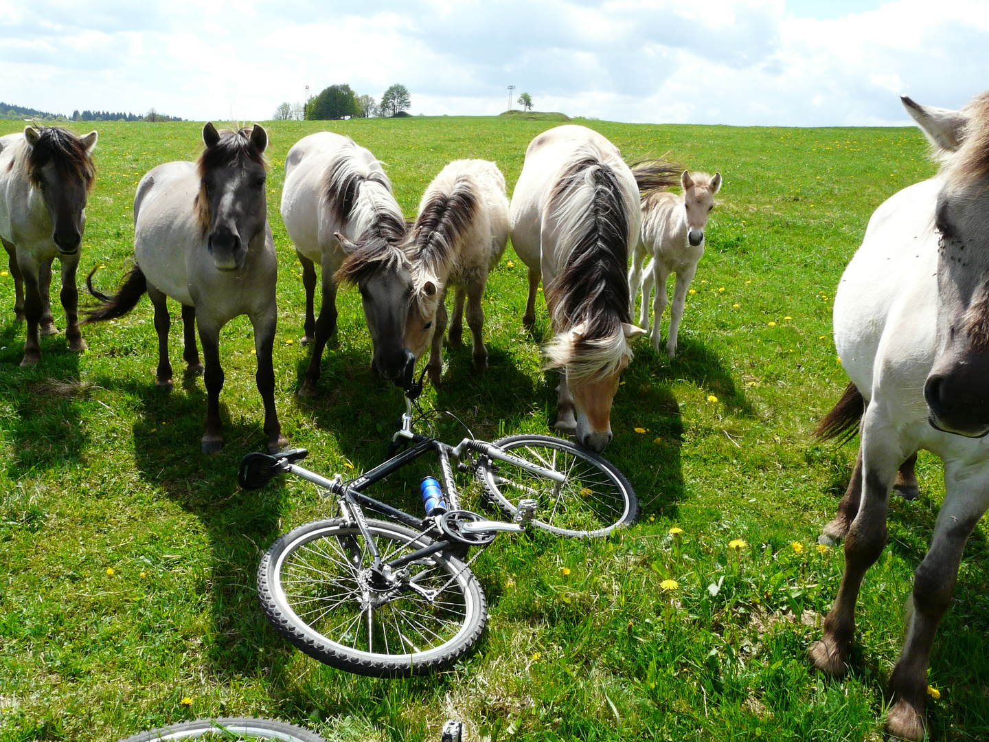 Pferd beim Fahrrad-fressen