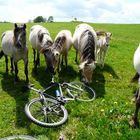 Pferd beim Fahrrad-fressen