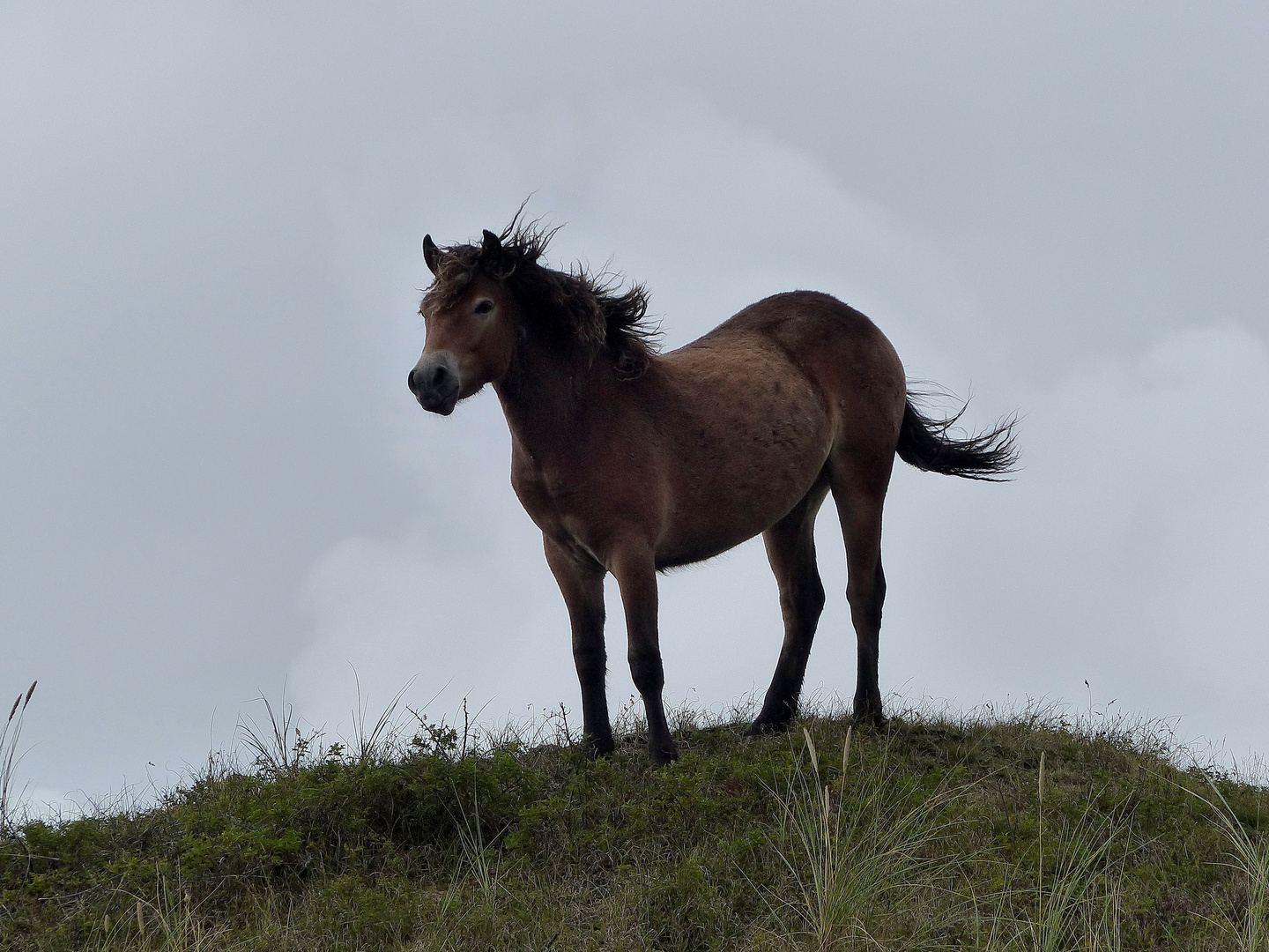 Pferd beim Grasen