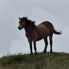 Pferd beim Grasen