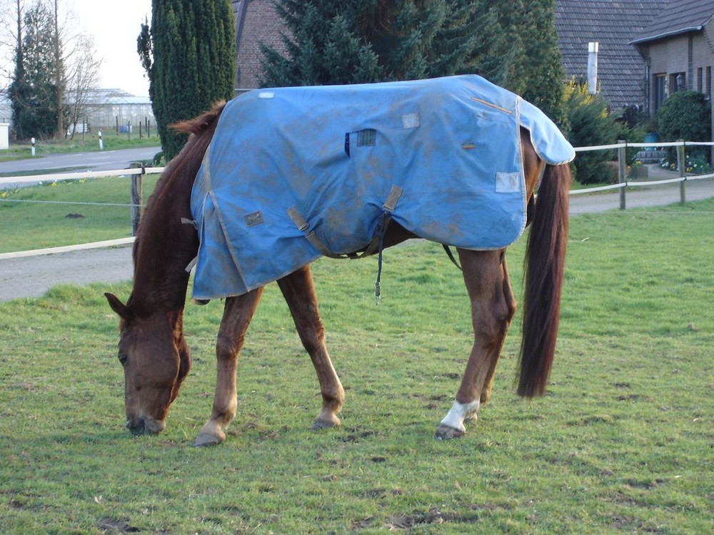 Pferd beim grasen