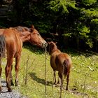 Pferd beim Knabbern