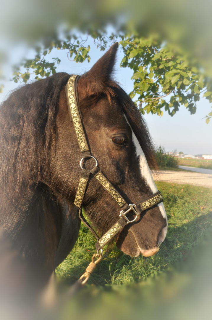 Pferd beim Sonnen DSC_3451 2 20