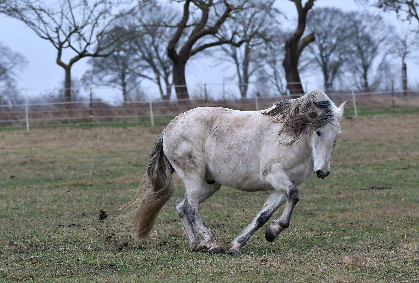 Pferd beim  spielen.