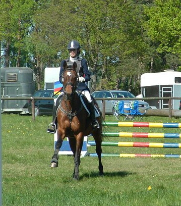 Pferd beim Springen