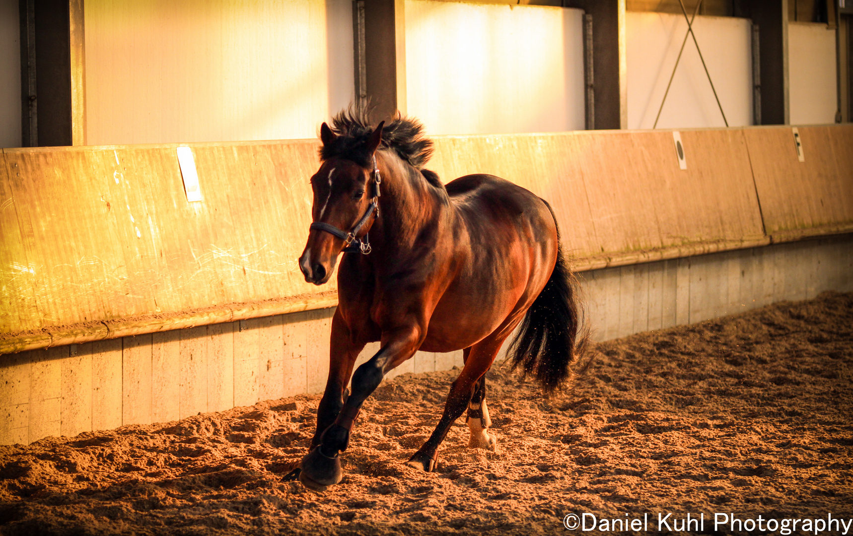 Pferd beim Training