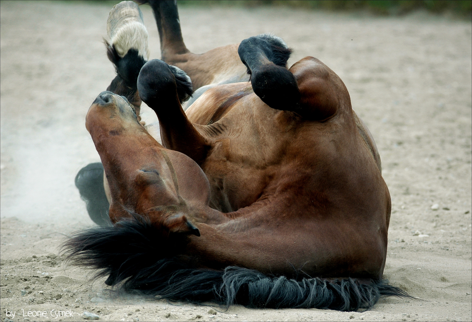 Pferd beim Wälzen