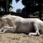 Pferd beim Wälzen