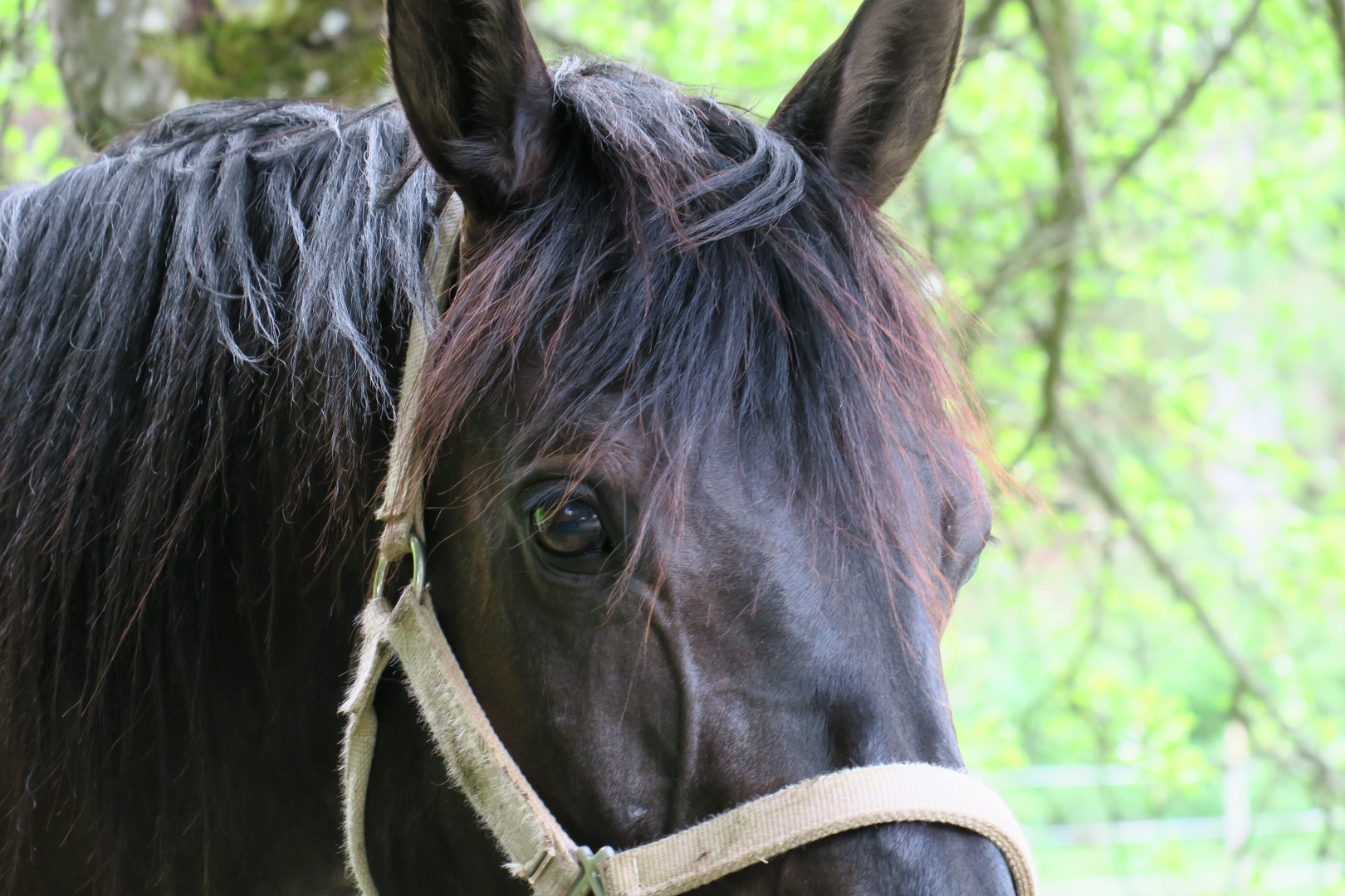 Pferd beim wandern getroffen