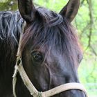 Pferd beim wandern getroffen