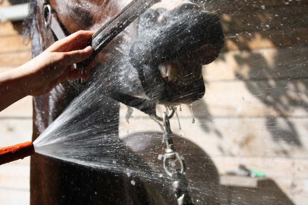 Pferd beim Zähneputzen/Mund-dusche